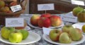 Autumn and Apple Day at Hill Close Gardens